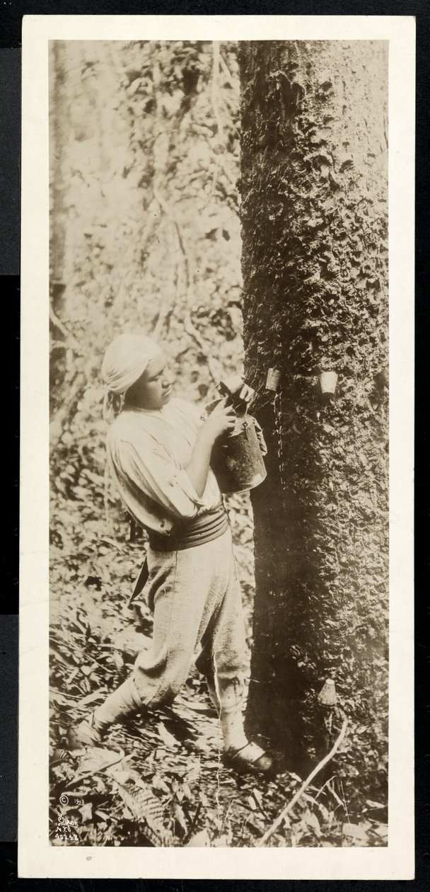 Widok mężczyzny zbierającego gumę z drzewa kauczukowego, przypuszczalnie w Panamie podczas budowy kanału, 1913 (srebrny odcisk żelatynowy) autorstwa Byron Company