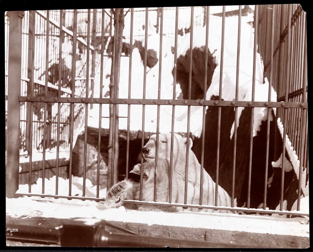 Widok niedźwiedzia polarnego w klatce w Central Park Zoo, Nowy Jork, 1898 (srebrny odbitka żelatynowa) autorstwa Byron Company