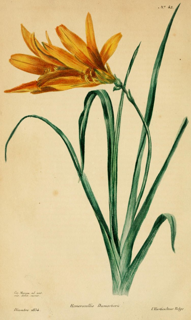 Hemerocallis dumortieri autorstwa C. Morren