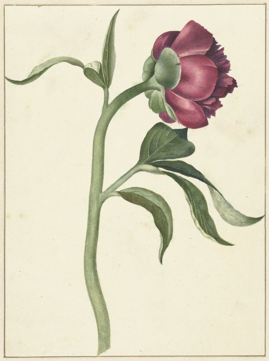 Kwiat piwonii autorstwa C.J. Kruimel
