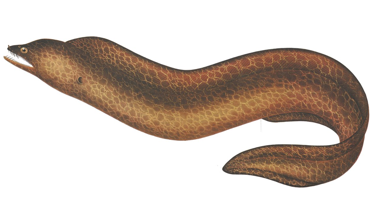 Muraena pseudothyrsoidea autorstwa C.W. Mieling