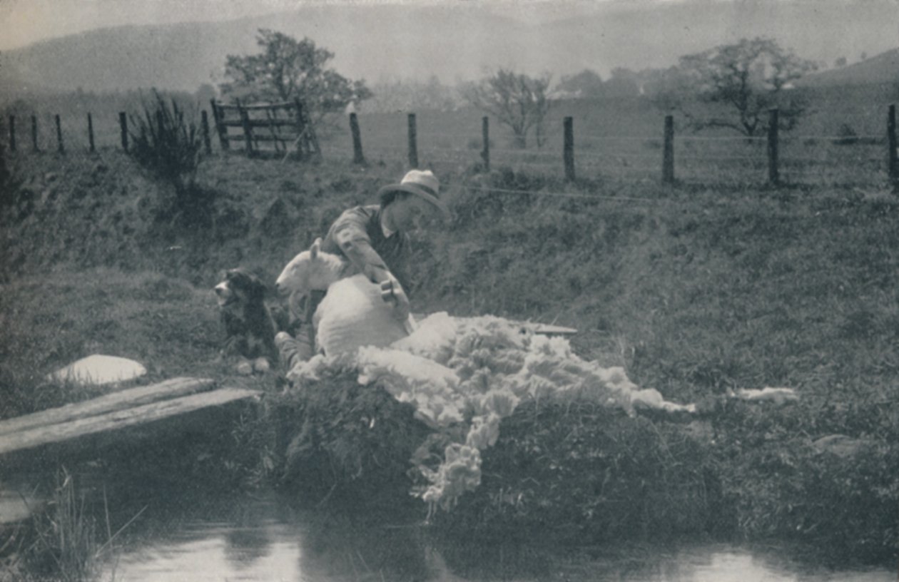 Strzyżenie owiec, 1910 autorstwa C. Reid