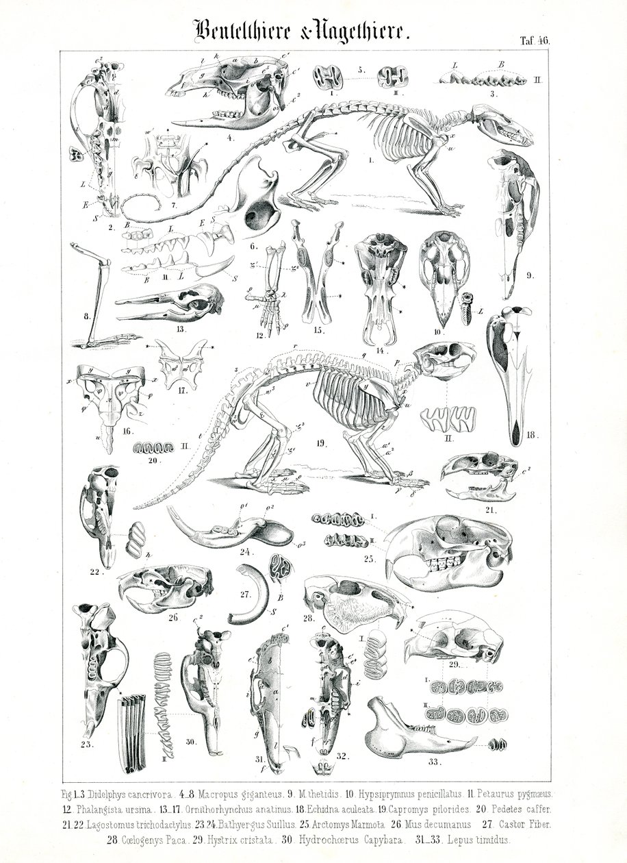 Ilustracje anatomiczne torbaczy i gryzoni autorstwa C. Roth