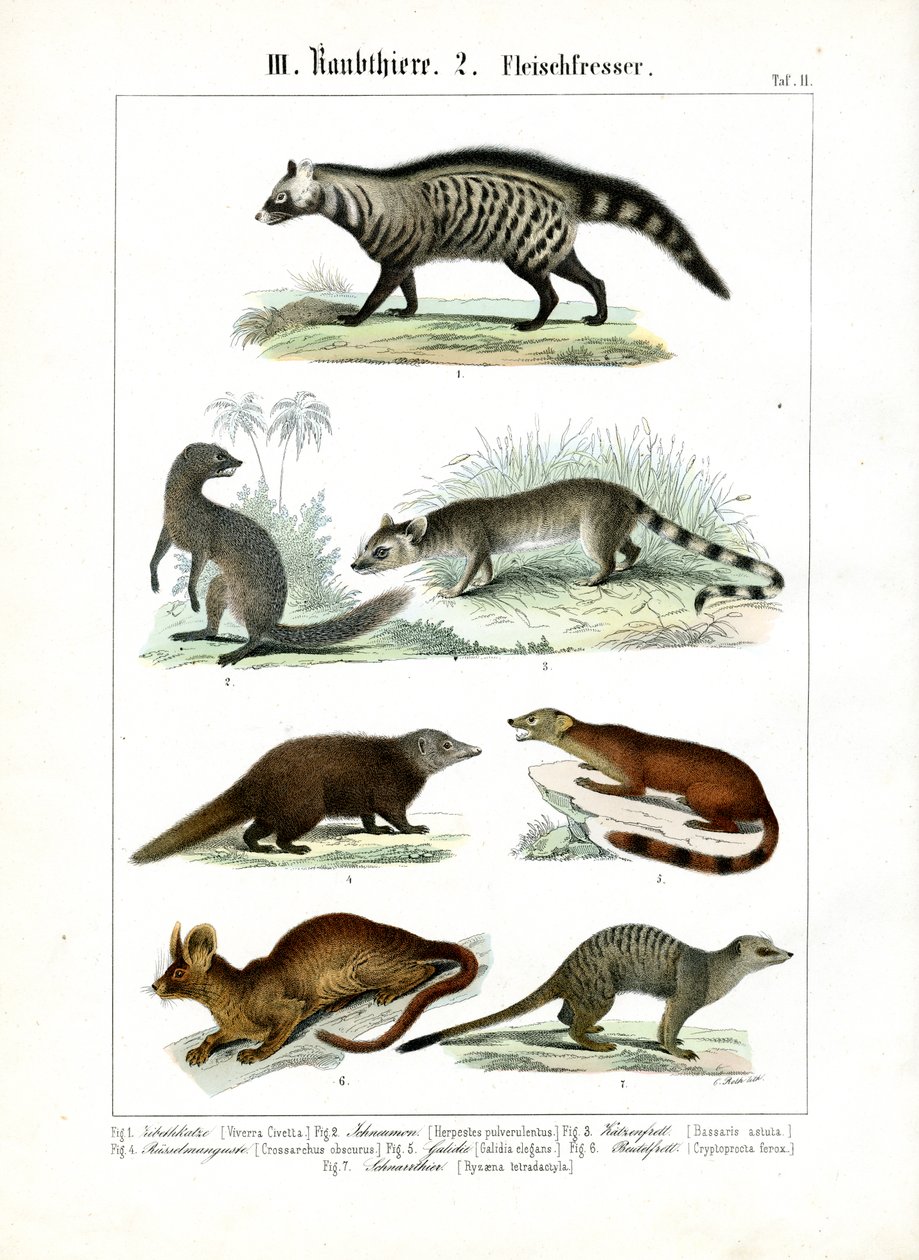  autorstwa C. Roth