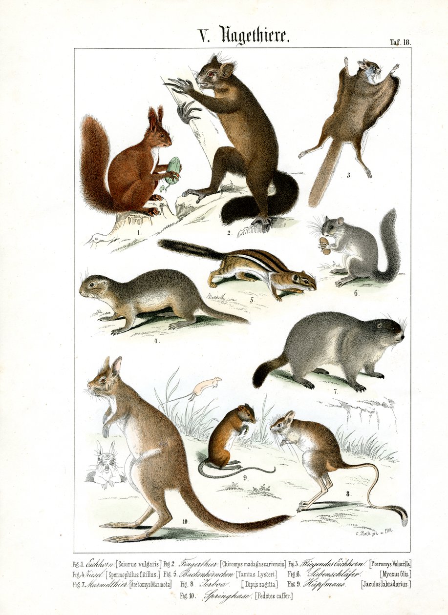  autorstwa C. Roth