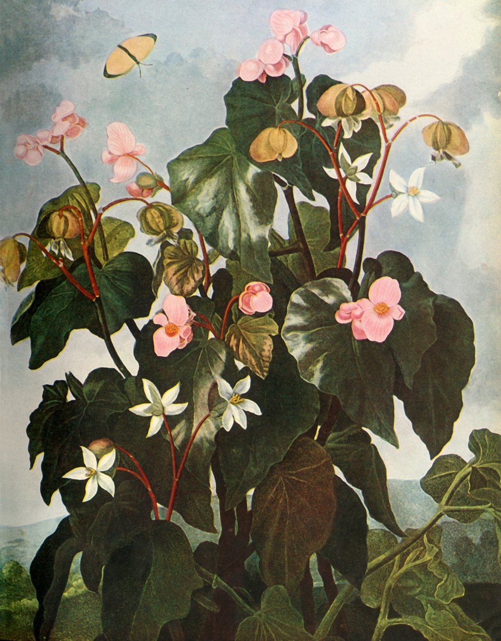 „Begonia skośnolistna”, ok. 1800, 1948 r. autorstwa Caldwell