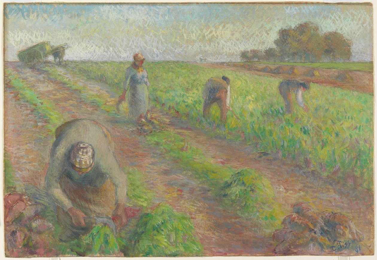 Żniwa buraków, 1881 (gwasz na graficie na lnie) autorstwa Camille Jacob Pissarro