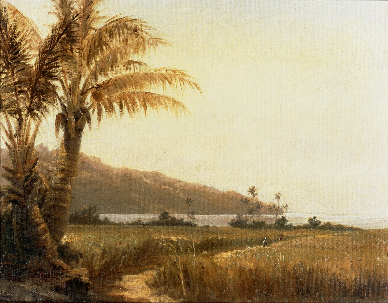 Palmy kokosowe nad morzem, Saint Thomas, Antyle ... (obraz na płótnie) autorstwa Camille Pissarro