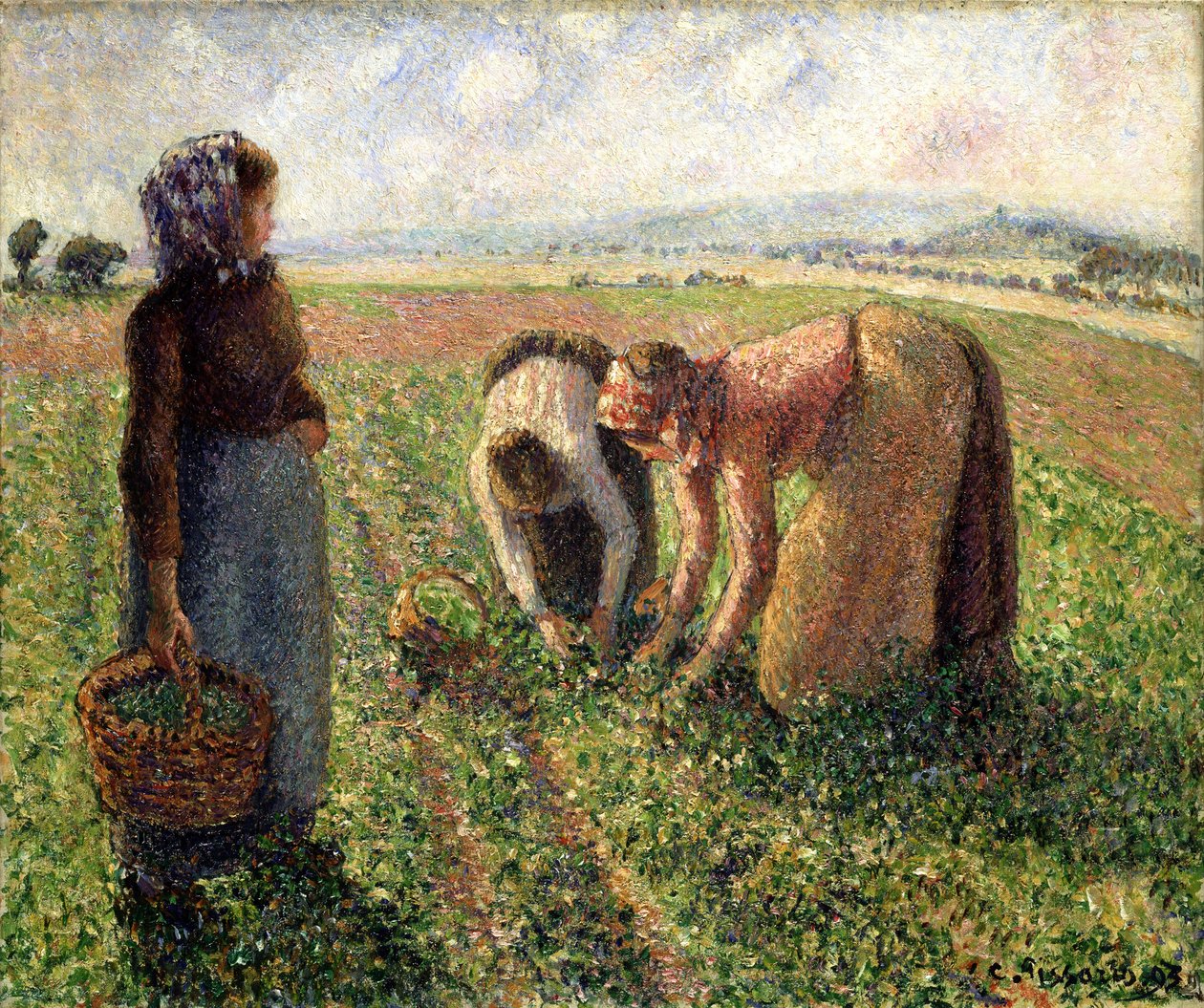 Zbiór grochu, Eragny, 1893. autorstwa Camille Jacob Pissarro