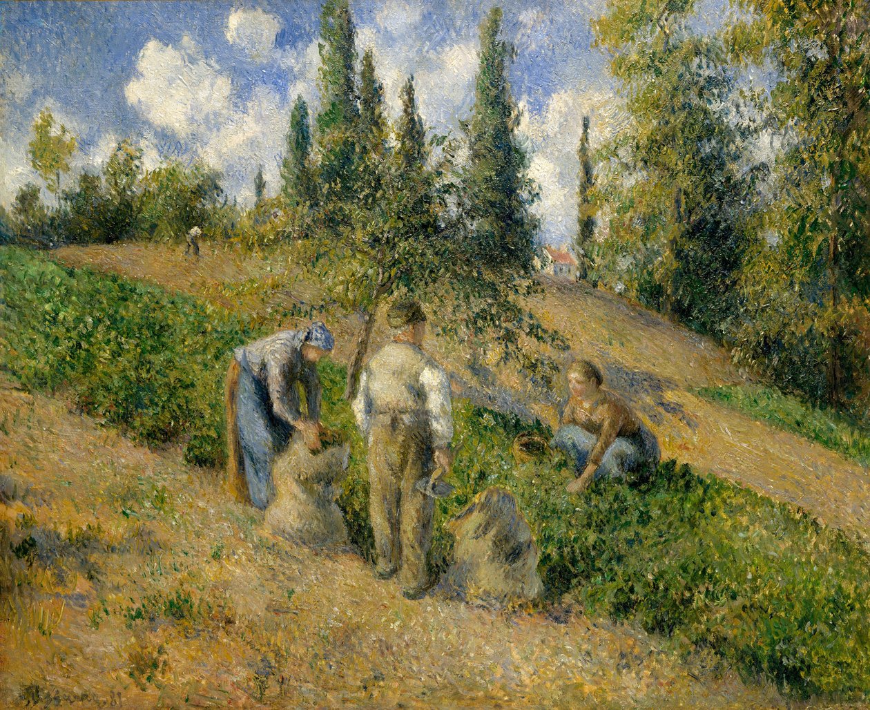 Żniwa, Pontoise autorstwa Camille Jacob Pissarro