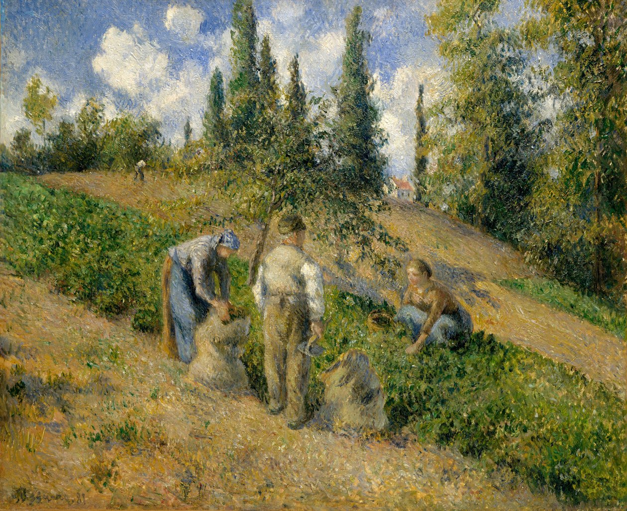 Żniwa, Pontoise Żniwa, Pontoise, 1881. autorstwa Camille Jacob Pissarro