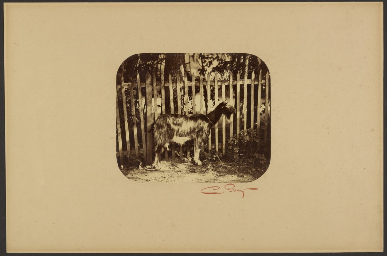 [Koza] autorstwa Camille Silvy