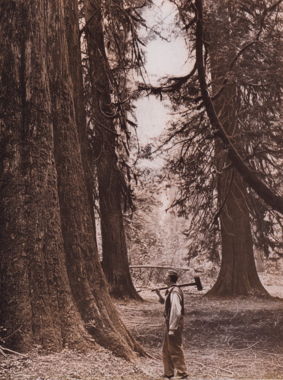Daglezja zielona, Kolumbia Brytyjska, Kanada (zdjęcie czarno-białe) autorstwa Canadian Photographer