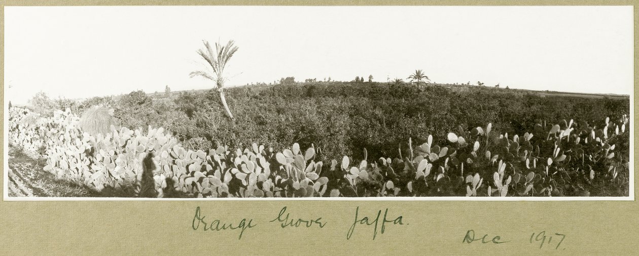 Orange Grove, Jaffa, grudzień 1917 autorstwa Capt. Arthur Rhodes