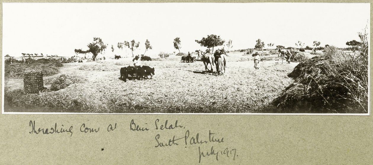 Młócenie zboża w Beni Selah, lipiec 1917 r. autorstwa Capt. Arthur Rhodes