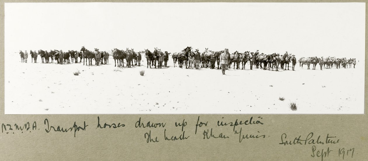 N.Z.M.F.A. transport koni wystawiony do inspekcji na plaży, Khan Yunis, wrzesień 1917 autorstwa Capt. Arthur Rhodes