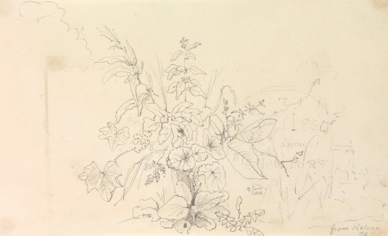 Szkic roślin i kamień milowy od natury, 3 czerwca 1826 r autorstwa Capt. Thomas Hastings