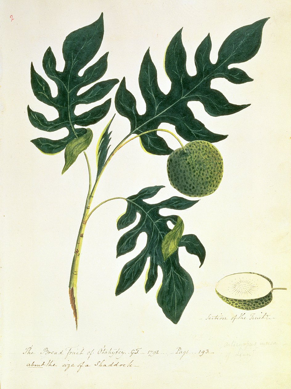 Chlebowo-owocowy Otahytey, 1792 autorstwa Captain George Tobin