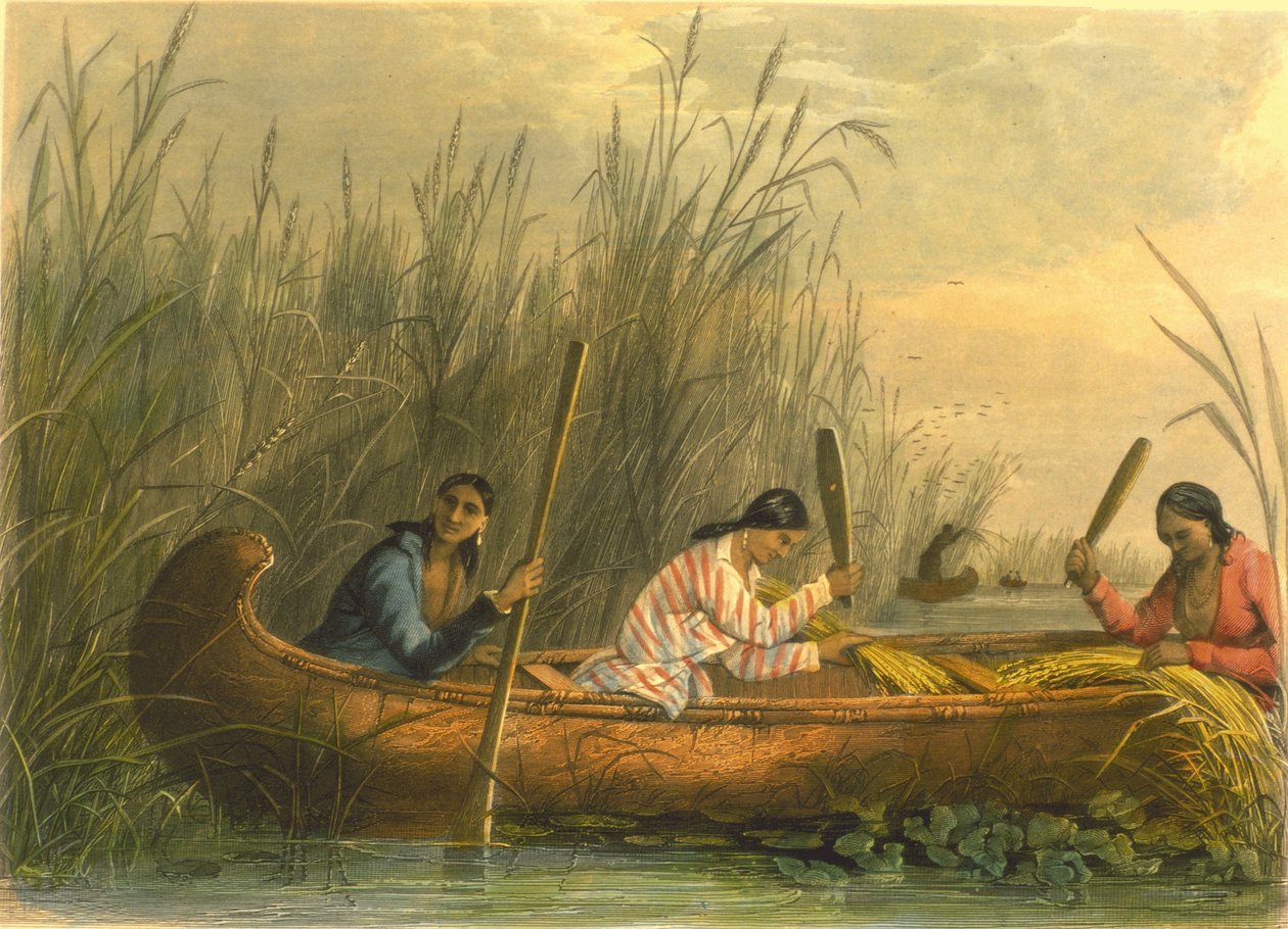 Zbieranie dzikiego ryżu, 1853 autorstwa Captain Seth Eastman