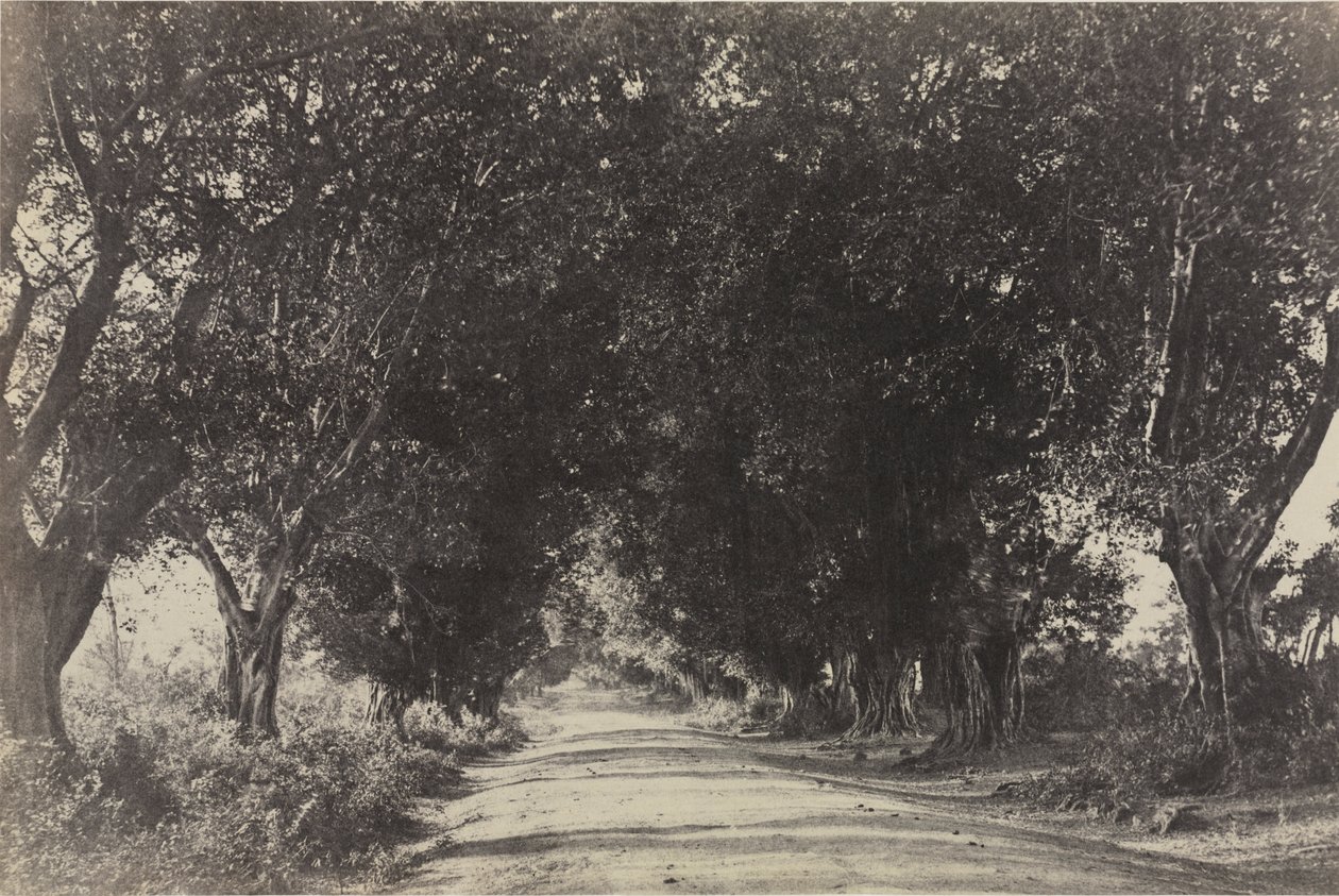 Aleja Banyan Trees, Sheringham, Indie autorstwa Captain Linnaeus Tripe