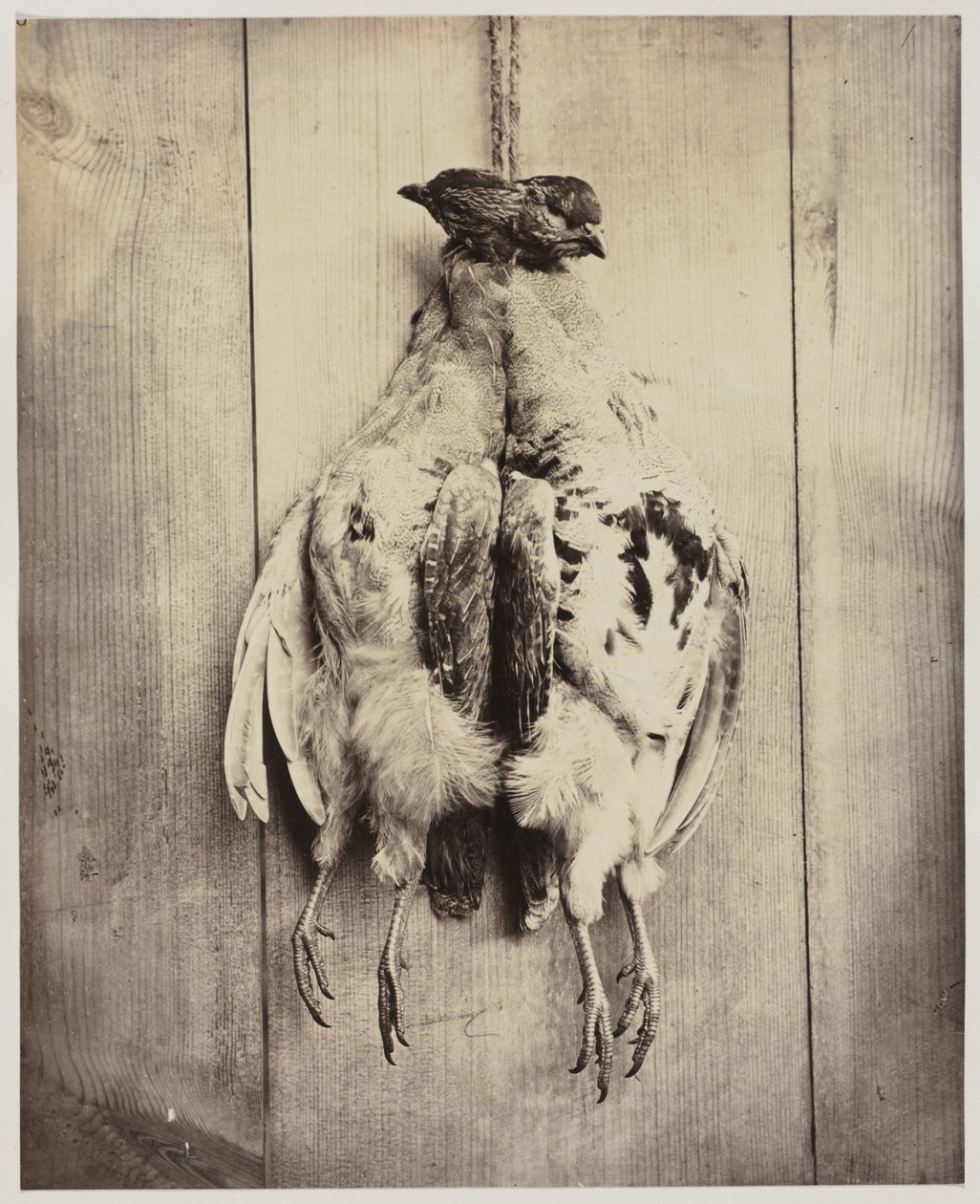 Kuropatwy proste, L.D. Grób Campbella werso, c. 1861. autorstwa Captain N. Baily