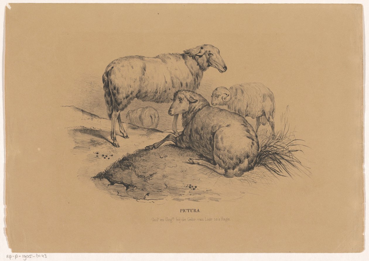 Cztery owce Pictura (tytuł serii na obiekcie) autorstwa Carel Christiaan Antony Last