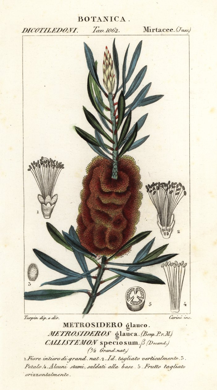 Szczotka do butelek Albany, Callistemon piękna autorstwa Carini Carini