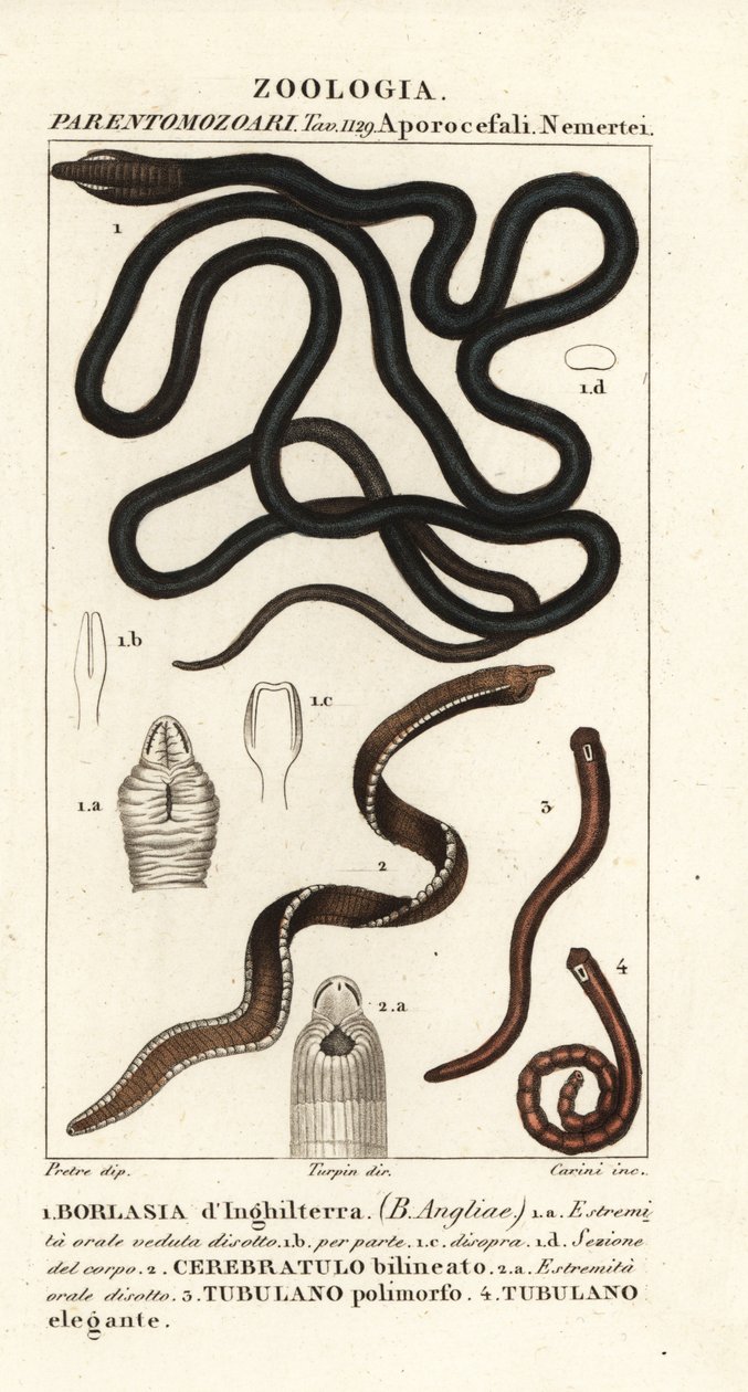 Robak bootlace, Lineus longissimus 1, Borlasia angliae 1, robak trąbka, Cerebratulus bilineatus 2, Cerebratulus bilineatus 2, wstążka, Tubulanus polimorphus 3, Tubulanus elegans 4 autorstwa Carini Carini