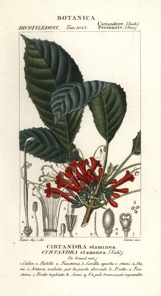 Roślina Cyrtandra, Cyrtandra staminea, Cirtandra staminea autorstwa Carini Carini