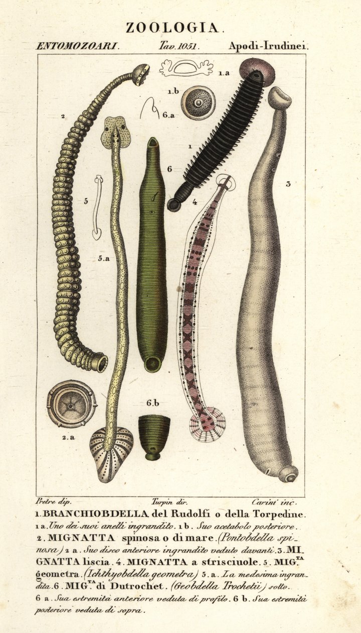 Pijawki rybne i pijawki słodkowodne: Branchiobdellida 1, Pontobdella spinosa 2, Whitmania laevis 3, Hirudo vittata 4, Piscicola geometra 5, Ichthyobdella geometra 5, Geobdella trochetii 6 autorstwa Carini Carini