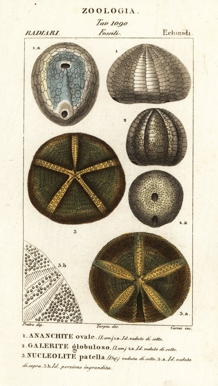 Skamieniałości wymarłych jeżowców: Echinocorys (Ananchity) 1, Galerites globulosus 2 i Nucleolite patella 3 autorstwa Carini Carini