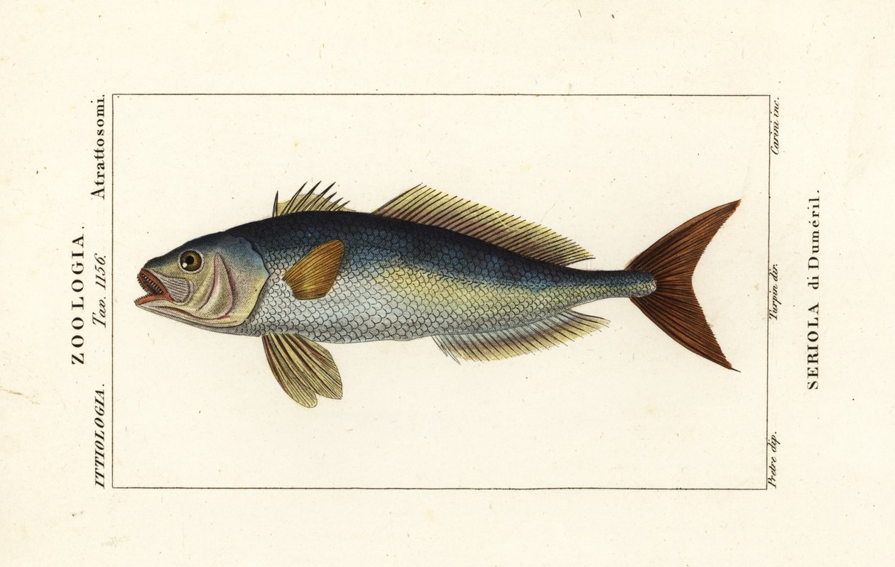 Amberjack większy, Seriola dumerili, Seriola di Dumeril autorstwa Carini Carini
