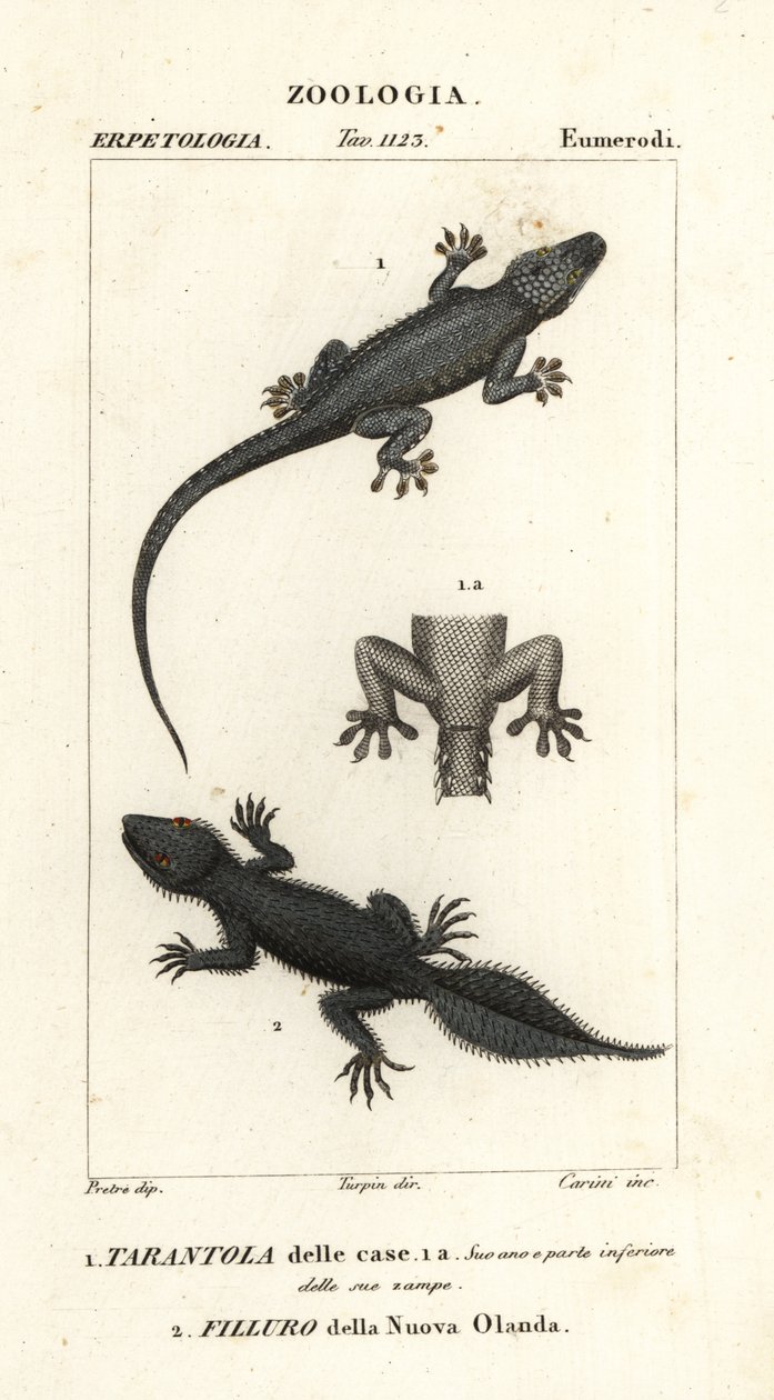 Gekon domowy, Hemidactylus frenatus 1 i gekon szerokoogonowy, Phyllurus platurus 2 autorstwa Carini Carini