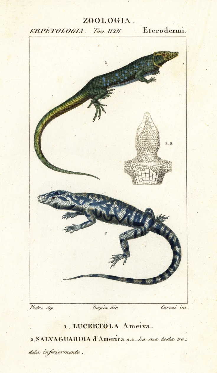 Junglerunner, Ameiva ameiva, Lucertola ameiva 1 i golden tegu, Tupinambis teguixin, Safeguard of America autorstwa Carini Carini