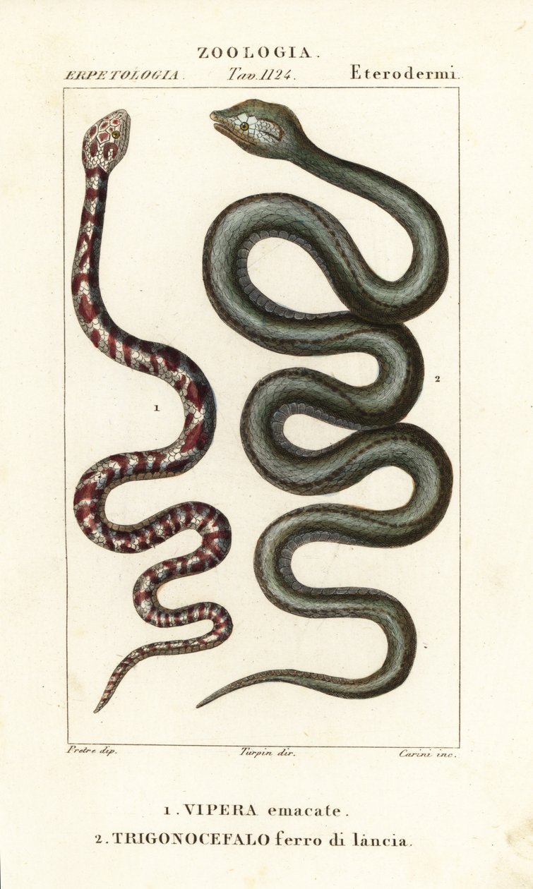 Kobra plująca, Hemachatus haemachatus 1 i Martynika lancetowata, Bothrops lanceolatus 2 autorstwa Carini Carini