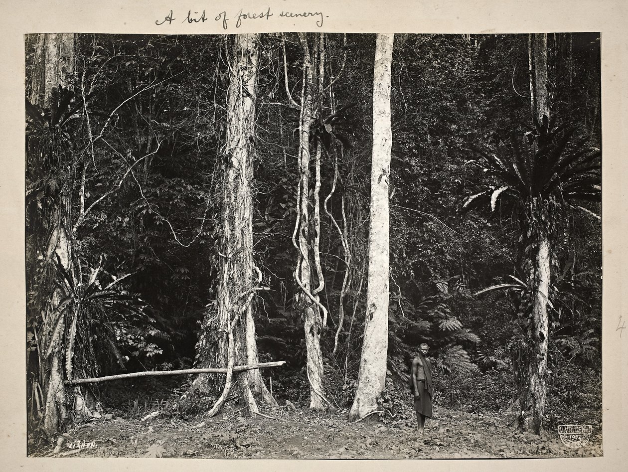 Lianen, czyli rośliny pnące, 1904 (odbitka platynowa) autorstwa Carl Vincenti