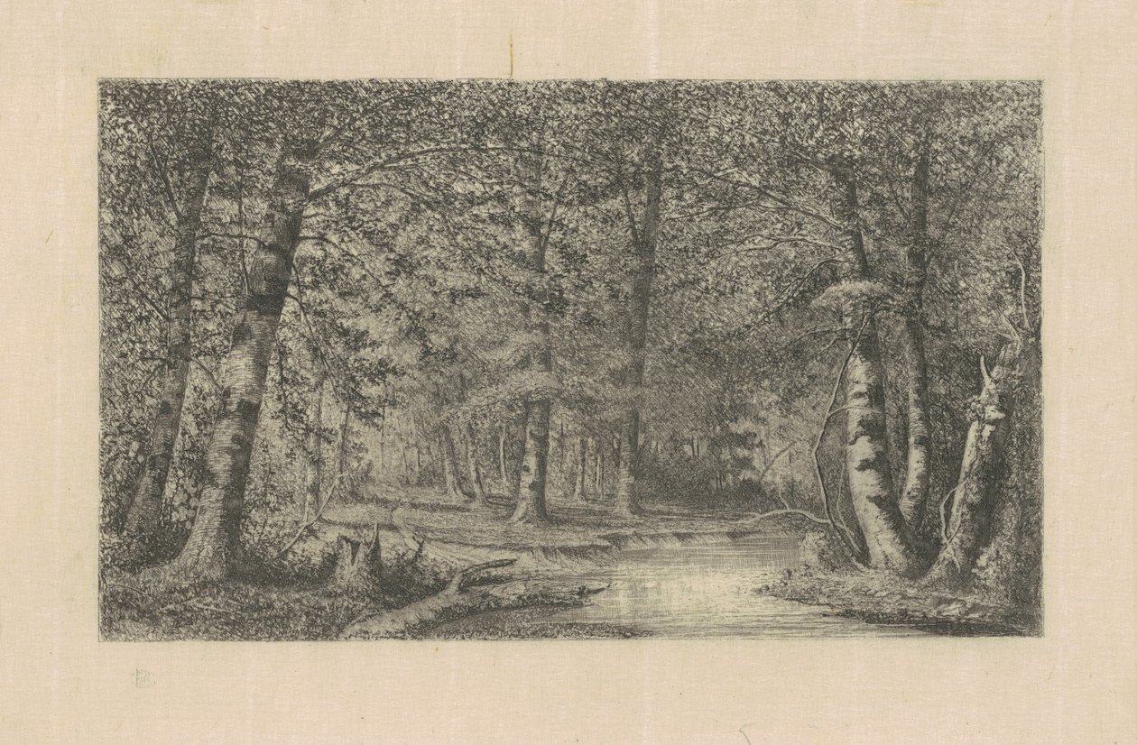Las bukowy autorstwa Carl C. Brenner