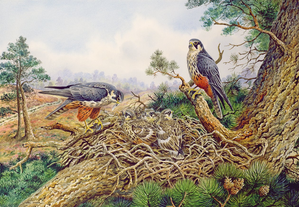 Hobby w ich Gnieździe autorstwa Carl Donner