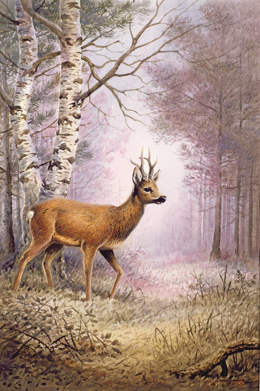 sarna autorstwa Carl Donner