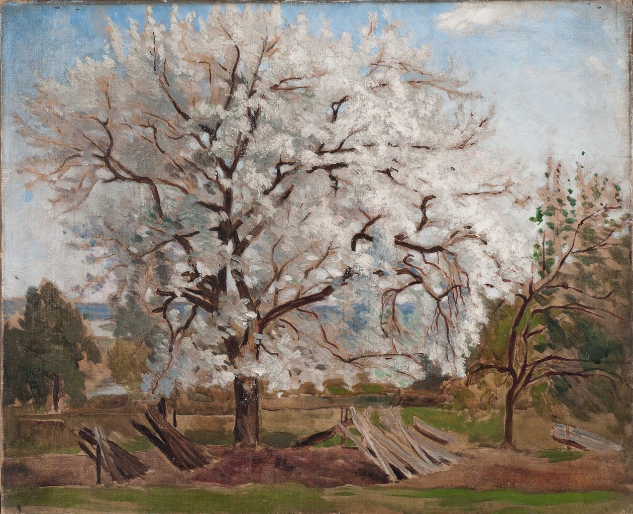 Jabłoń w rozkwicie autorstwa Carl Fredrik Hill