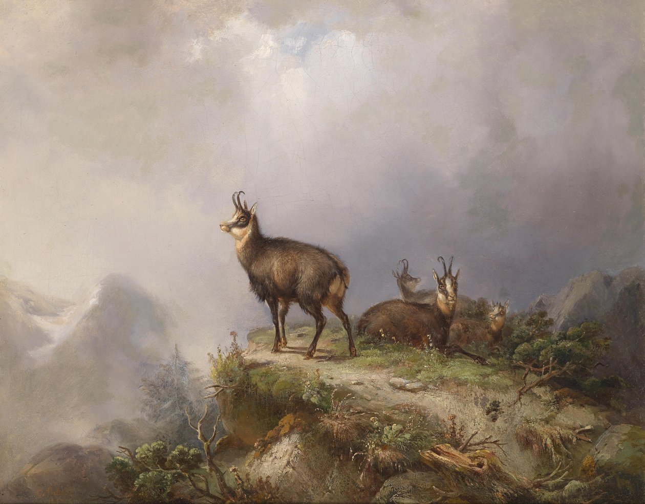 Carl Ockert Chamois autorstwa Carl Friedrich Ockert