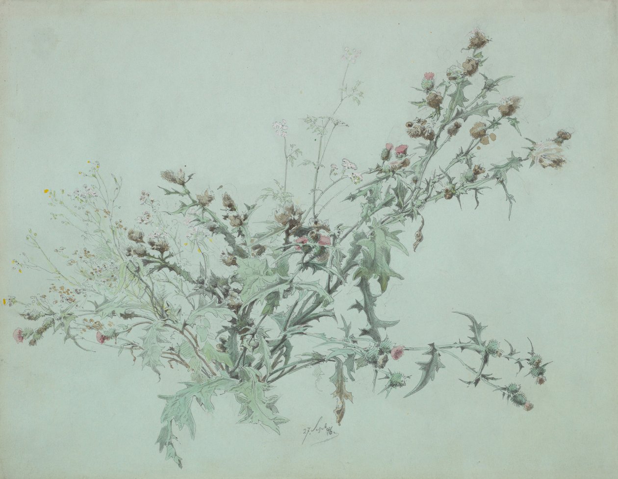 Studium kwitnącego ostu, 1846. autorstwa Carl Georg Anton Graeb
