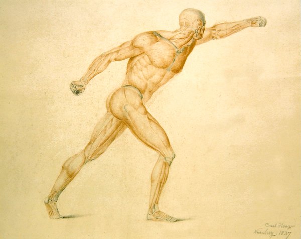 Mięśnie anatomiczne mężczyzny w pełnym rozciągnięciu autorstwa Carl Haag