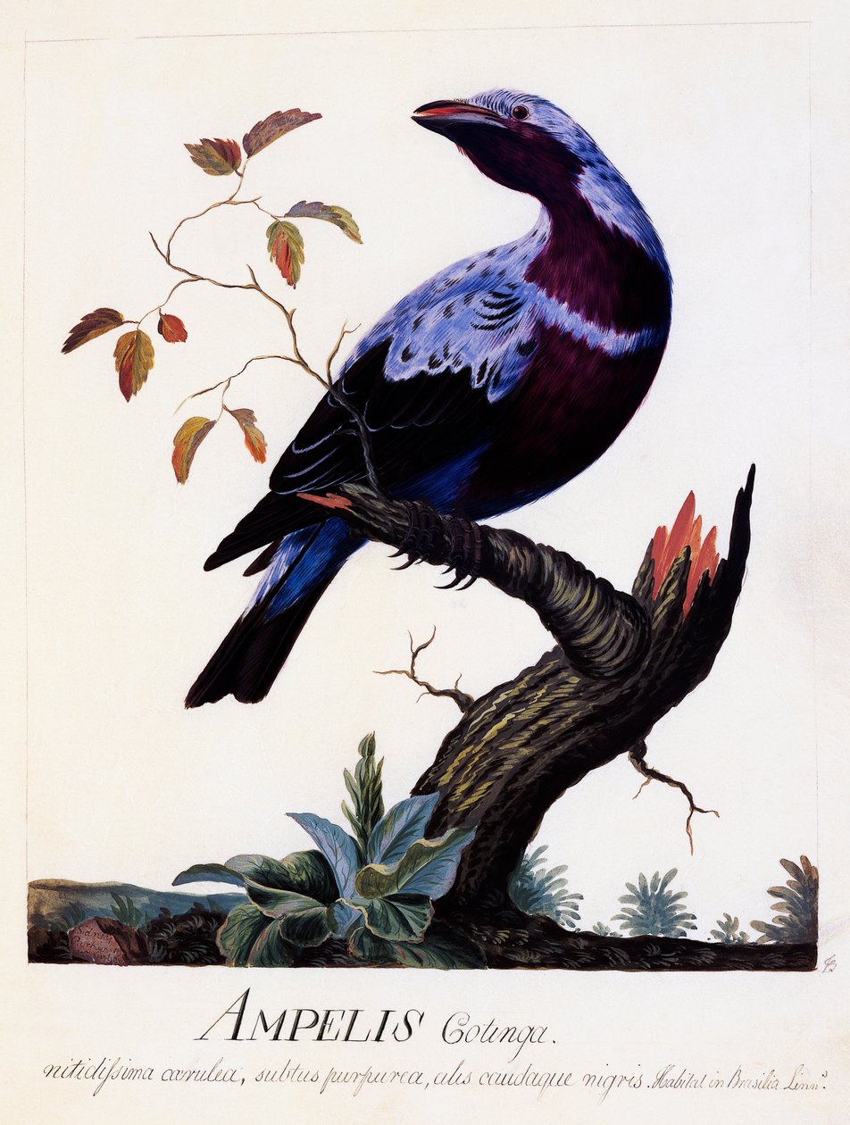 Ampelis cotinga (Cotinga cotinga), Cotinga fioletowo-piersiowa, akwarela autorstwa Carl Linnaeus