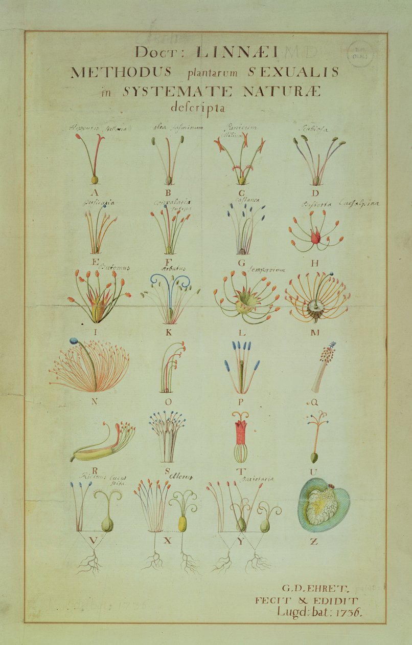 Ilustracja systemu płciowego roślin Linneusza (kolorowa rycina) autorstwa Carl Linnaeus