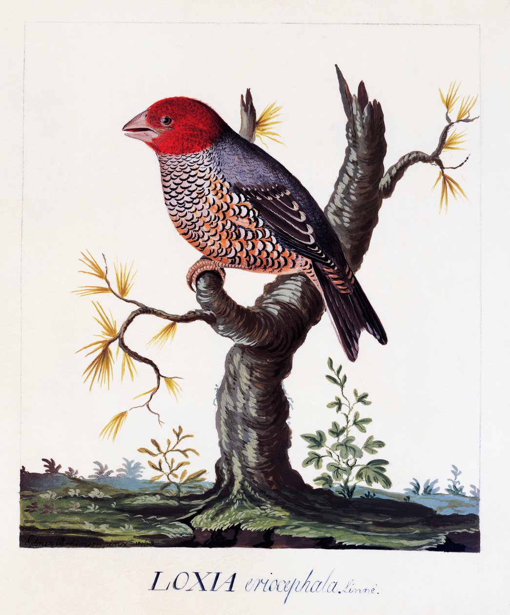 Loxia erythrocephala (Amadina erythrocephala), Zięba czerwonogłowa, akwarela autorstwa Carl Linnaeus