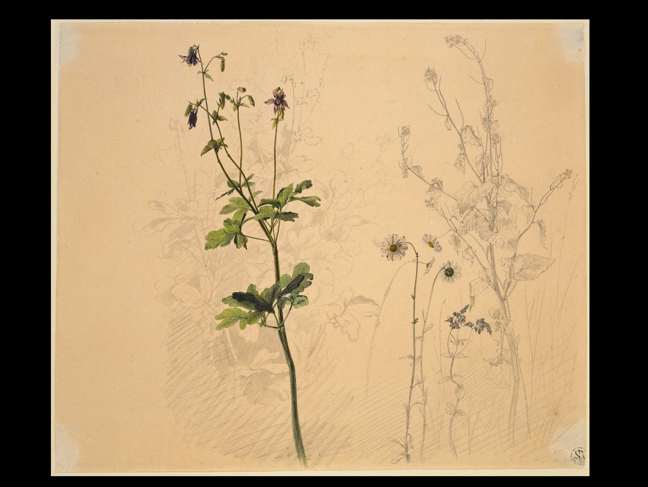 akeleja, margaretka, czosnek niedźwiedzi i lobelia autorstwa Carl Philipp Fohr