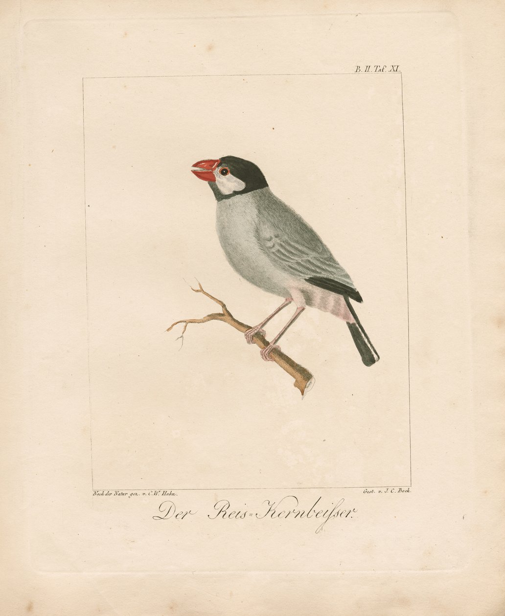 Zięba ryżowa na Jawie (ręcznie kolorowana litografia) autorstwa Carl Wilhelm Hahn