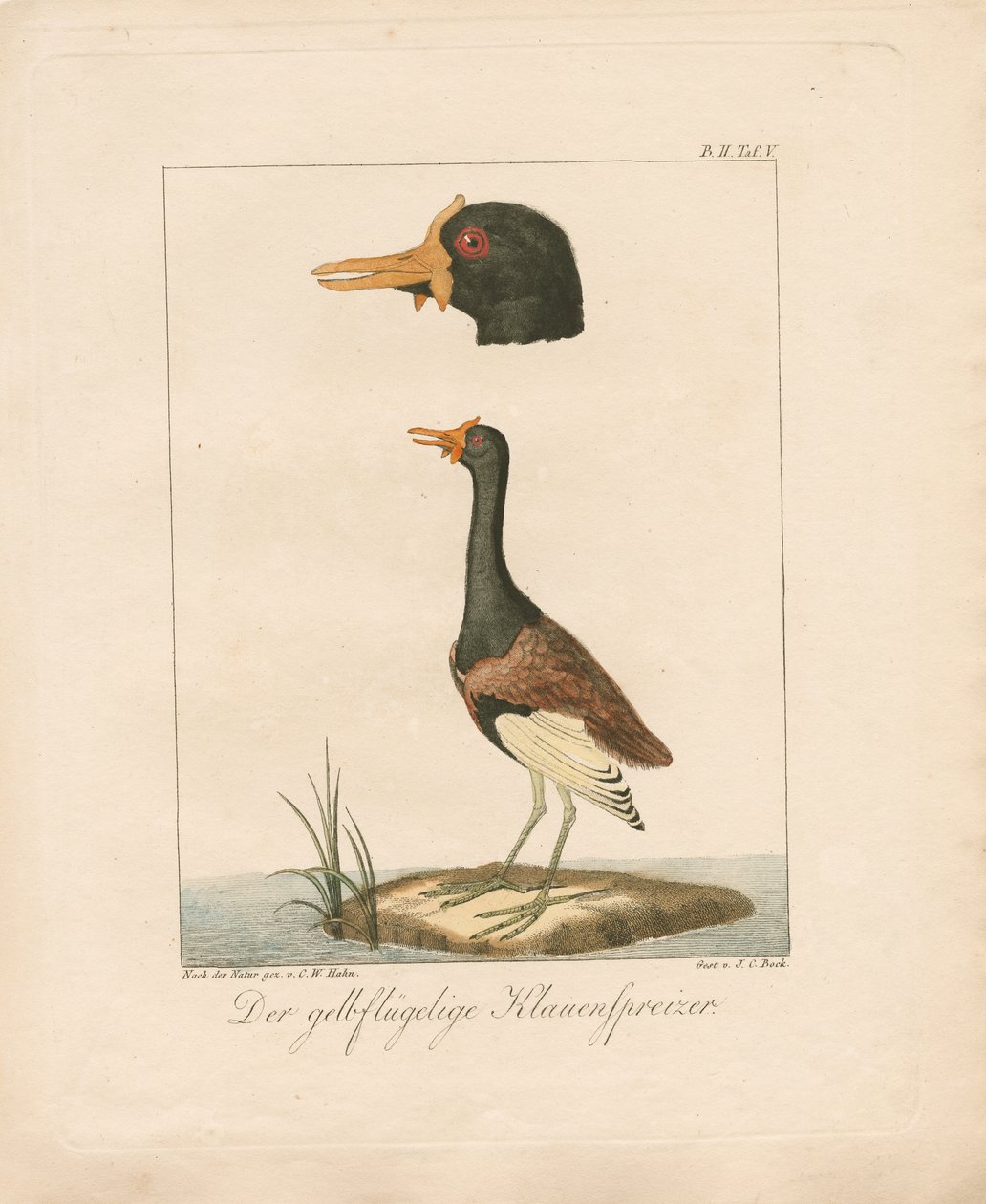  autorstwa Carl Wilhelm Hahn