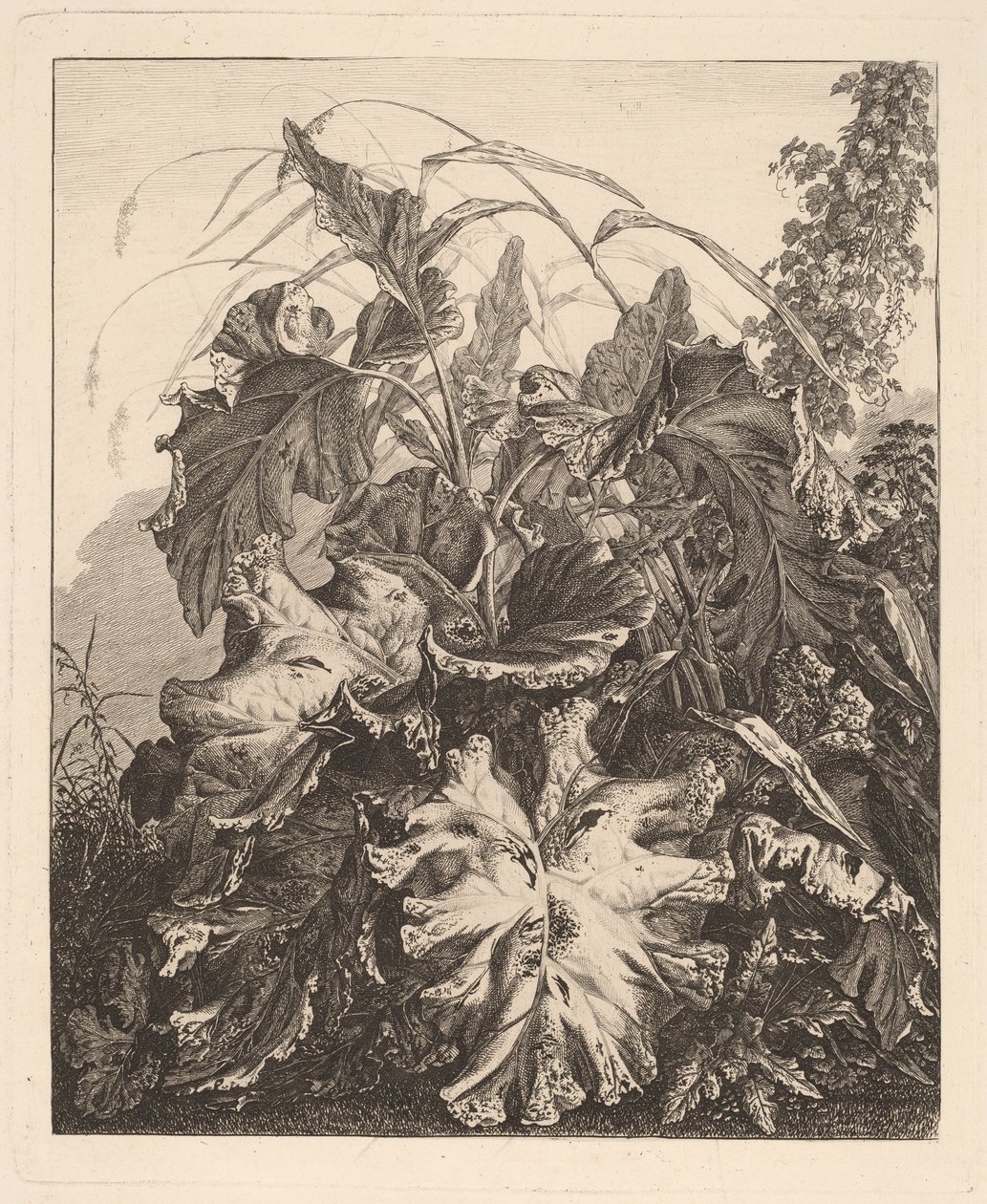Liście z trzcinami autorstwa Carl Wilhelm Kolbe